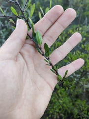 Rhamnus oleoides