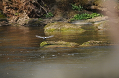 Motacilla alba alba