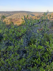 Rhamnus oleoides
