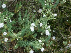Linum monogynum monogynum