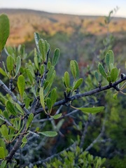 Rhamnus oleoides