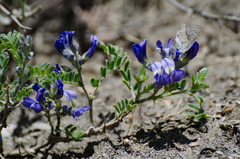 Sophora moorcroftiana