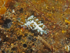 Eubranchus