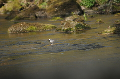 Motacilla alba alba