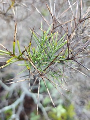 Genista hirsuta