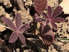 Lupinus succulentus