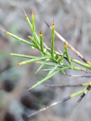 Genista hirsuta