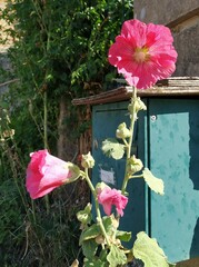 Alcea