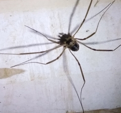 Dicranopalpus larvatus