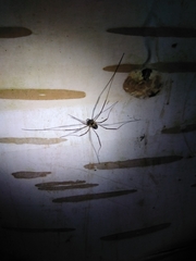 Dicranopalpus larvatus