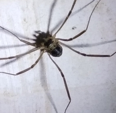 Dicranopalpus larvatus
