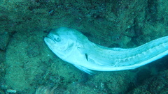 Coryphaena hippurus