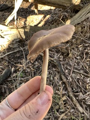 Psathyrella longipes