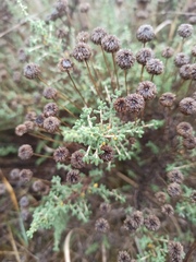 Santolina chamaecyparissus