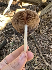 Psathyrella longipes