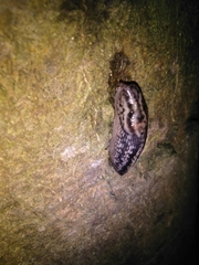 Limax maximus