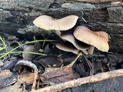 Psathyrella longipes