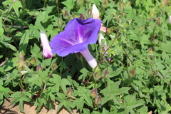 Ipomoea laeta