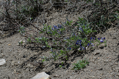 Sophora moorcroftiana