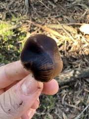 Psathyrella longipes