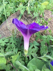 Ipomoea laeta