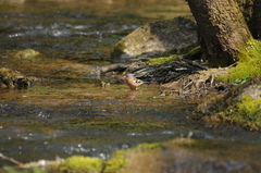 Fringilla coelebs coelebs