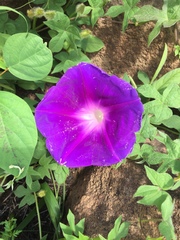 Ipomoea laeta