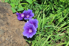 Ipomoea laeta