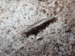 Meinertellidae
