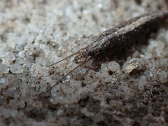 Meinertellidae
