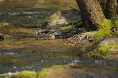 Fringilla coelebs coelebs