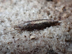 Meinertellidae