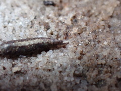 Meinertellidae
