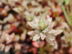 Epilobium melanocaulon