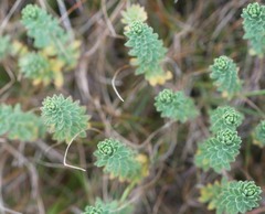 Linum monogynum monogynum