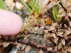 Epilobium melanocaulon