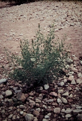 Crotalaria goreensis