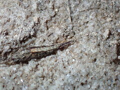 Meinertellidae