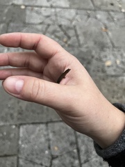 Sphaerodactylus notatus notatus