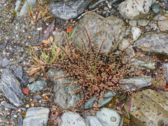 Epilobium melanocaulon