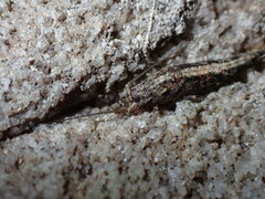 Meinertellidae
