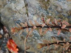 Epilobium melanocaulon