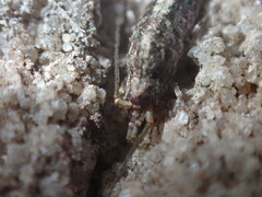 Meinertellidae