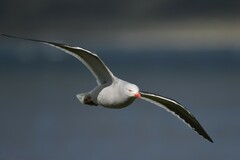 Leucophaeus scoresbii