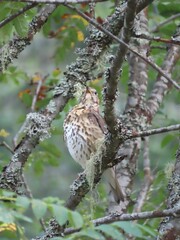 Turdus philomelos philomelos