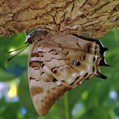 Polyura gamma