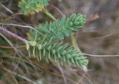 Linum monogynum monogynum
