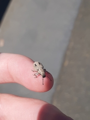 Eurymetopus birabeni