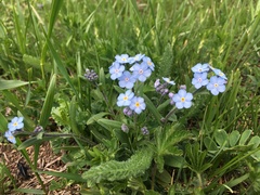 Myosotis alpestris