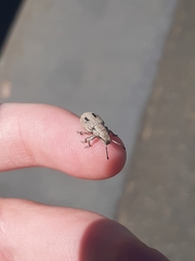 Eurymetopus birabeni